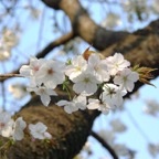 Cherry-blossom,-Tokyo.jpg