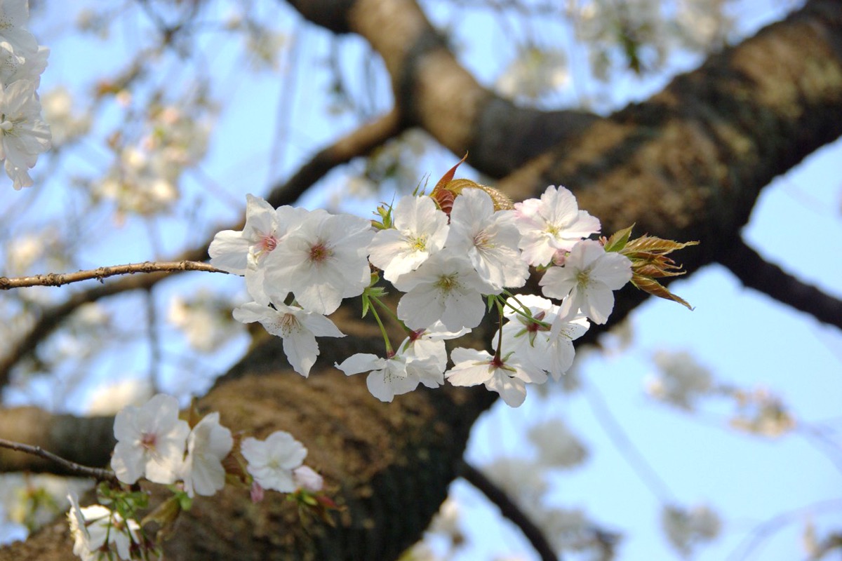 Cherry Blossoms, Tokyo, Japan