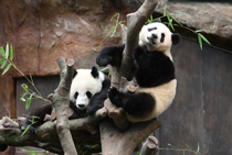 210px-Ocean-Park-Pandas---88530H