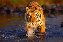 Creek_Crossing,_Bengal_Tiger