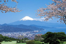 210px-Cherry-Blossoms-and-Mt.-Fuji,-Shizuoka-blocks