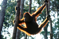 210px-hang-time-bornean-orangutan-pictures