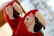 langkawi_parrots_wallpaper_2_1280x1024