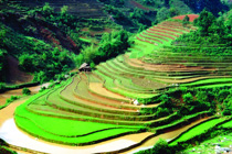 210px-terraced_rice_paddies_near_victoria_sapa_resort