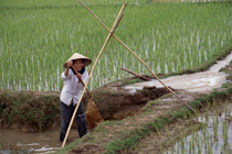 210px-Rice-Paddy-2