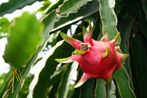 210px-Dragon-Fruit